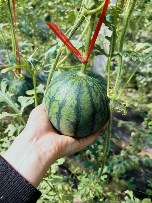 反人类吃瓜视频